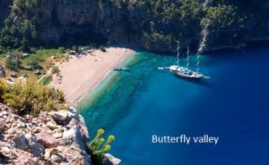 62902d470a507BUTTERFLY VALLEY -1